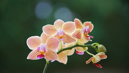 Orquídeas, plantas. Foto: Unsplash.