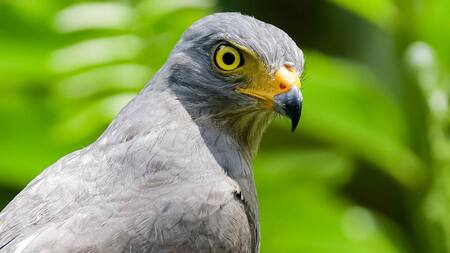 Animales exóticos. Foto: EFE.