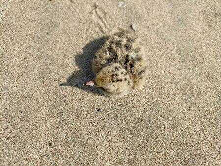 Pichón caído del nido. Foto: Unsplash.