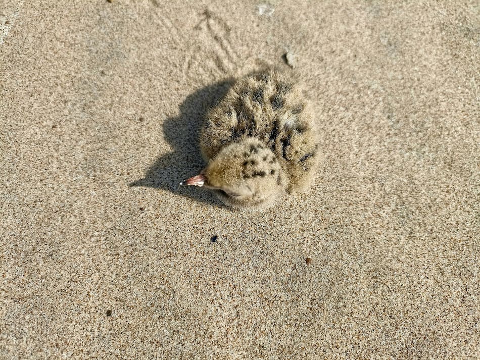 Pichón caído del nido. Foto: Unsplash.