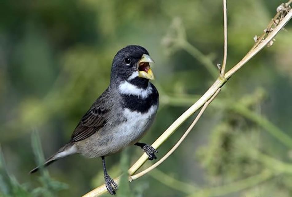 Pájaro corbatita. Fuente: Ebird