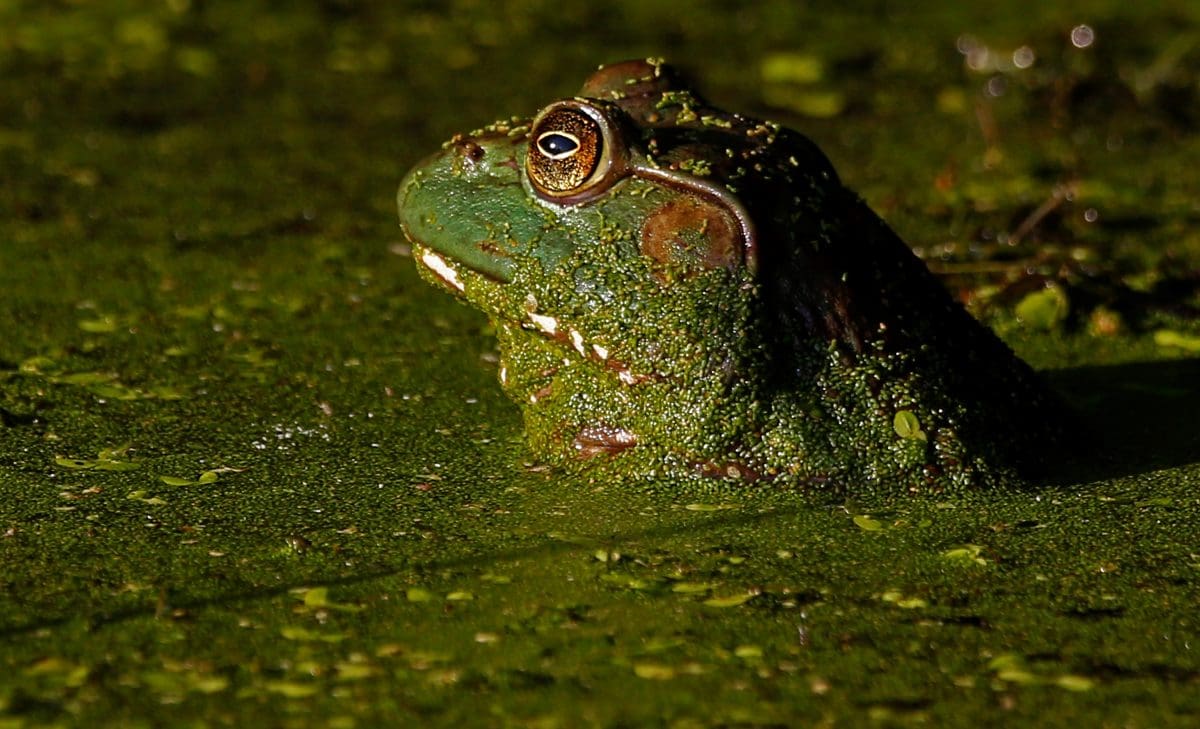 Ranas toro