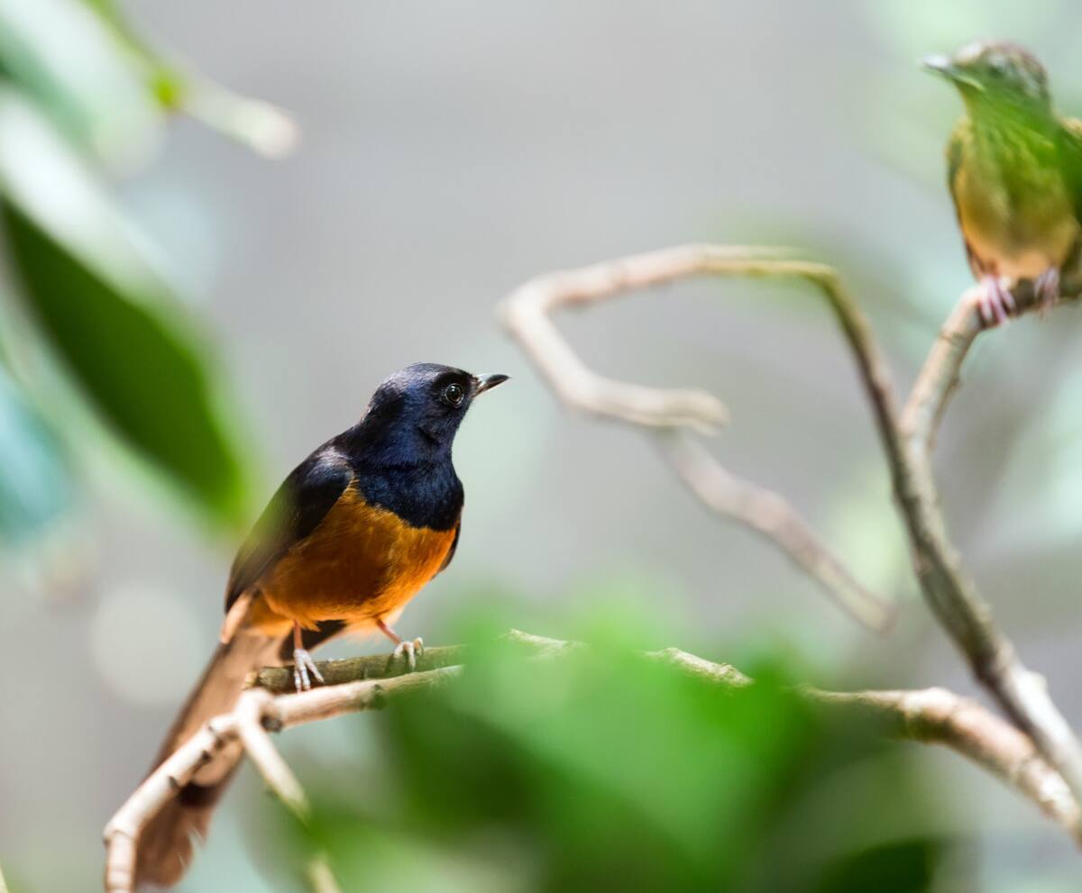 Pitohui encapuchado. Foto: Freepik.