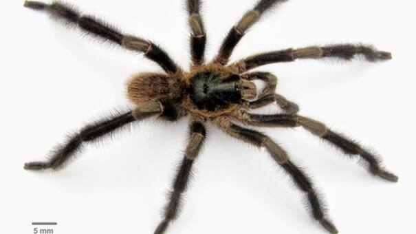 Una nueva especie de tarántula hallada en Cuba sorprende al mundo