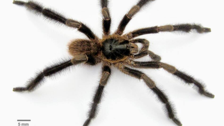 Nueva especie de araña peluda. Fuente: EFE