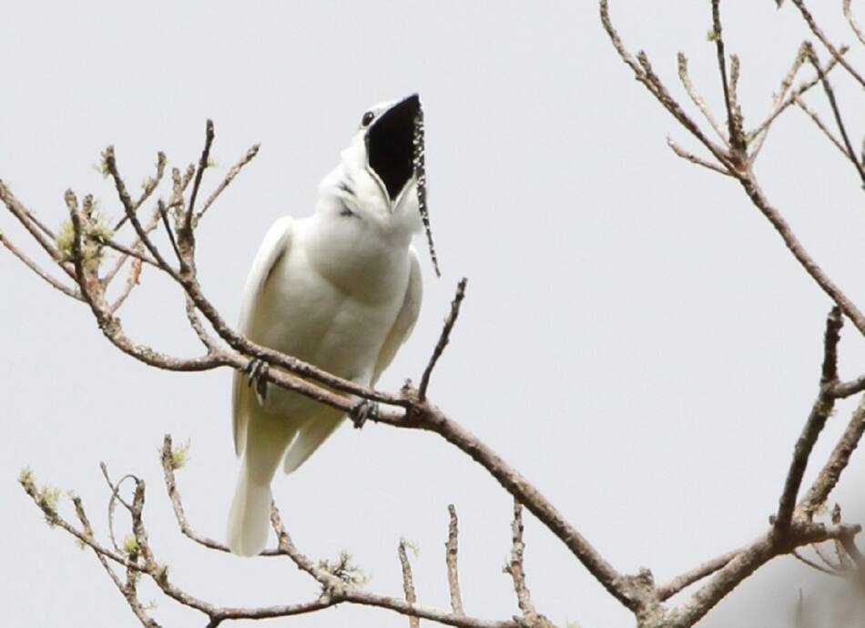Campanero blanco. Foto: ebird.org