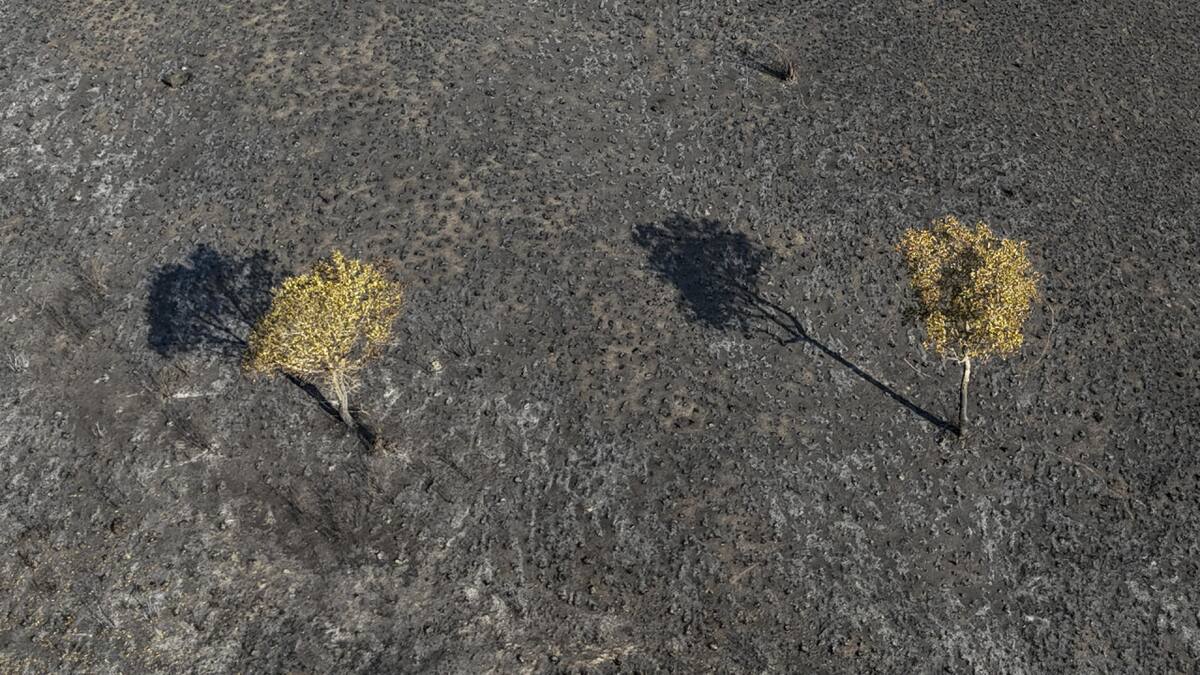 El Pantanal estaría por atravesar una de sus peores sequías. Foto: EFE.