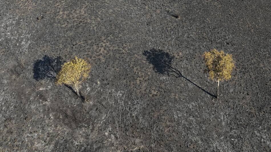 El Pantanal estaría por atravesar una de sus peores sequías. Foto: EFE.