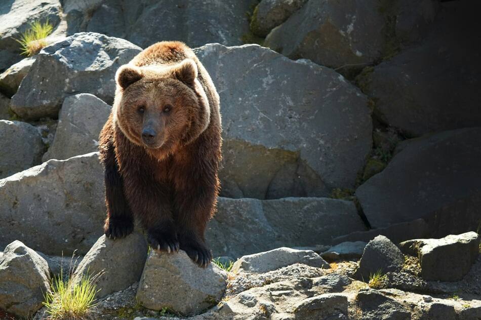 Oso pardo. Foto: Unsplash.