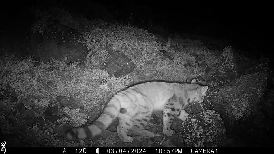 Gato Andino captado con una cámara espía en las altas zonas de Santiago, Chile. Foto: EFE.