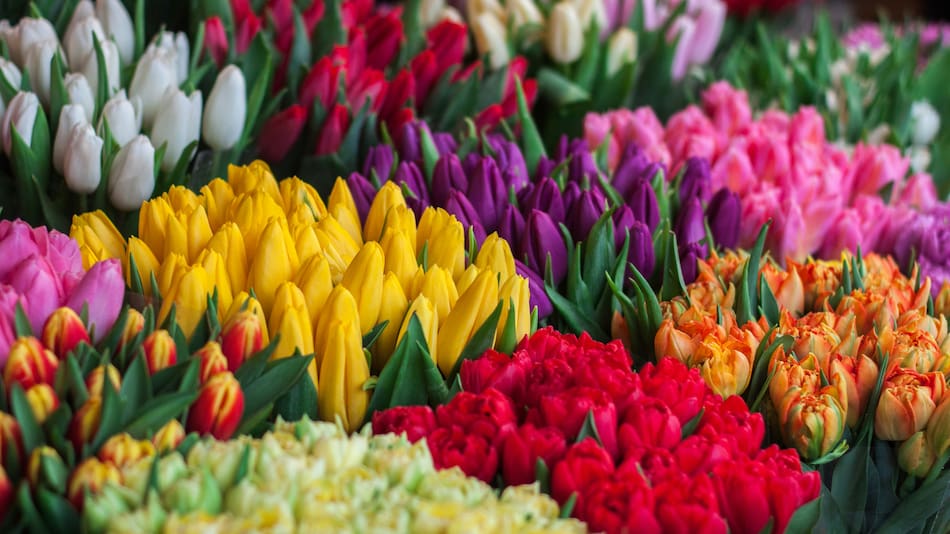 Flores, jardín.