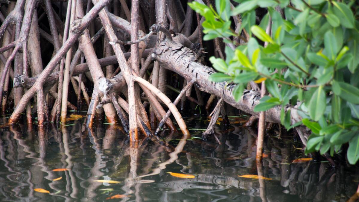Manglar. Foto: Unsplash