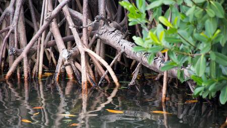 Manglar. Foto: Unsplash