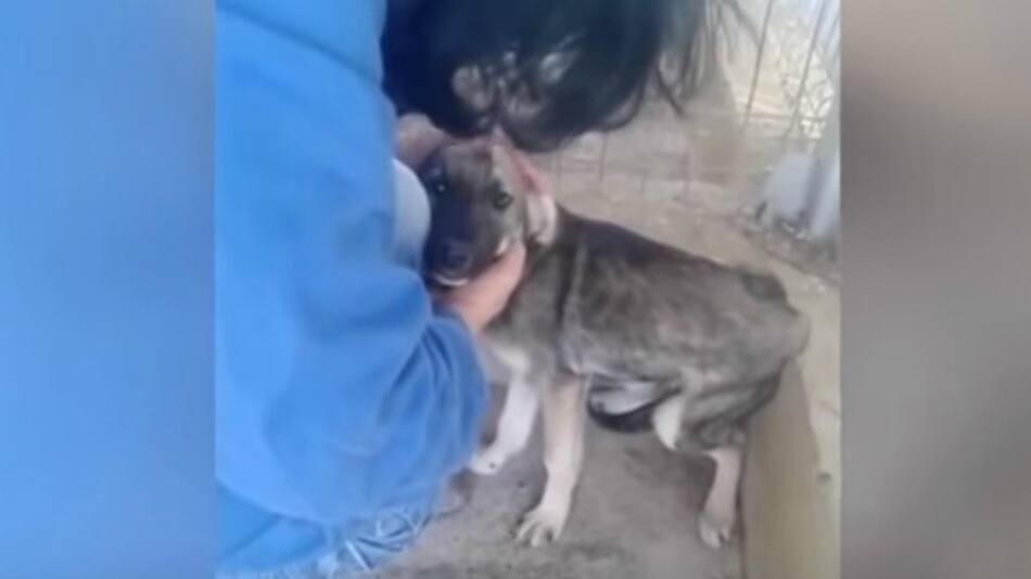 Video viral - perrro acariciado