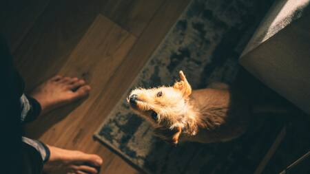 Perros. Fuente: Unsplash