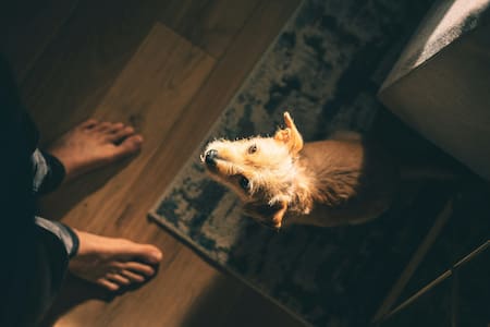 Muchos perros suelen lamer los pies de sus dueños. Foto: Unsplash.
