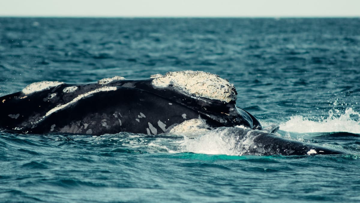 Miles de ballenas visitan Chubut al año. Foto: Unsplash
