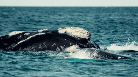 Miles de ballenas visitan Chubut al año. Foto: Unsplash