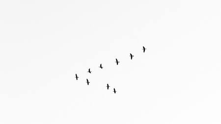 Aves. Foto: Unsplash.