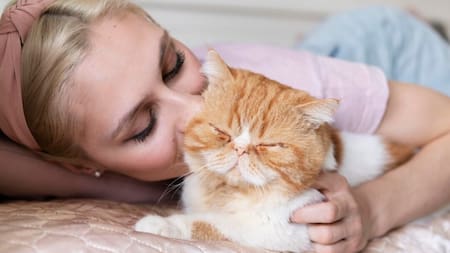 Gatos; mascotas. Foto: Freepik