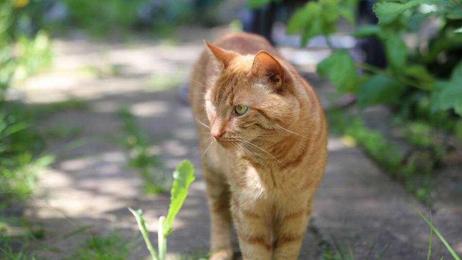 Técnicas infalibles para pasear a un gato. Foto: Unsplash.