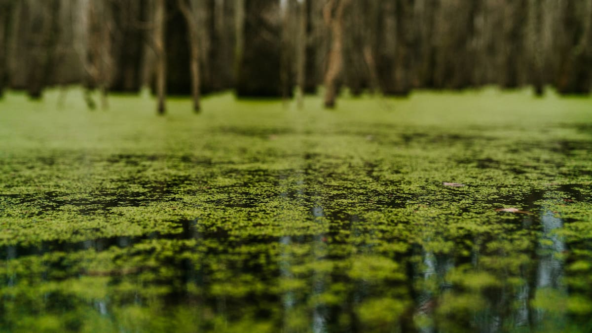 Algas. Foto: Unsplash