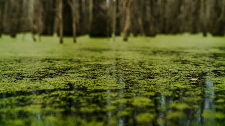 Algas. Foto: Unsplash