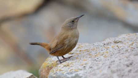 Habita en las Islas Malvinas y es considerado “vulnerable”: el pájaro endémico que genera ternura por sus pequeños saltos