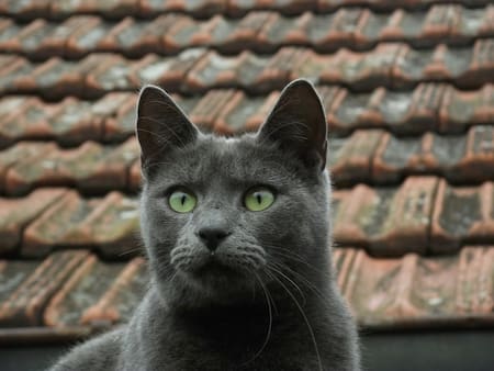 Gato gris. Foto Unsplash.