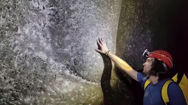 Histórico: descubren una telaraña gigante de 106 metros cuadrados habitada por más de 110.000 arañas