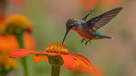 Colibrí. Foto: Unsplash.