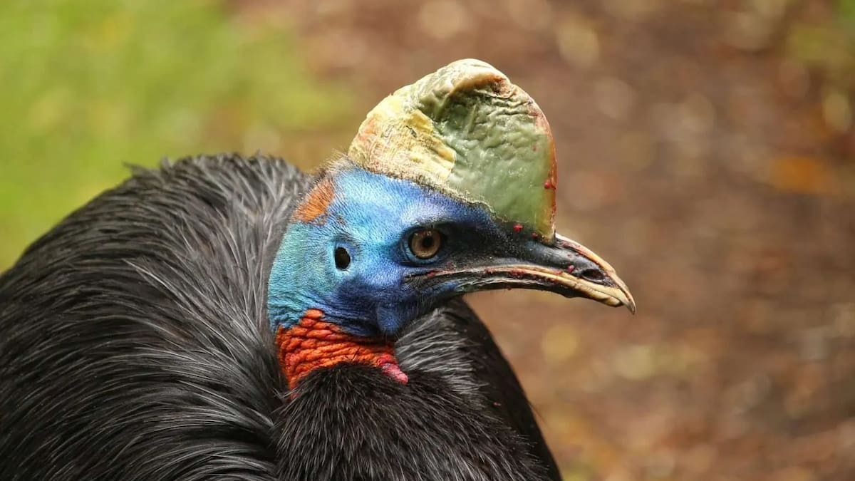 El casuario no es solamente una temible ave, es un ícono de supervivencia en la selva