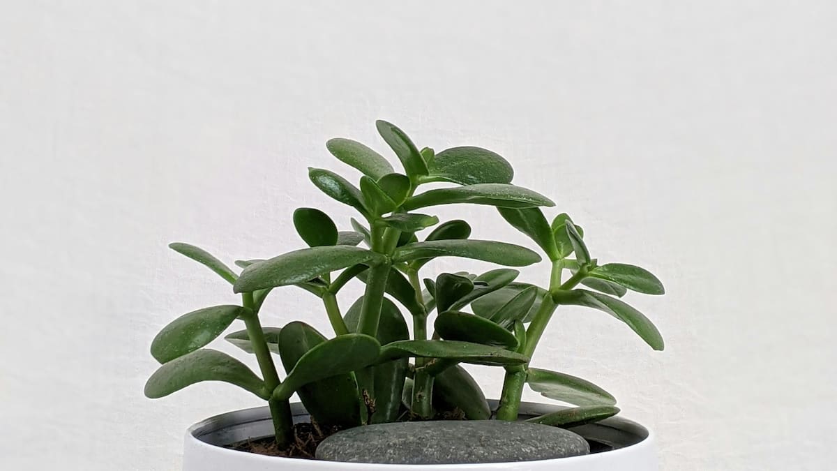 Planta de Jade.