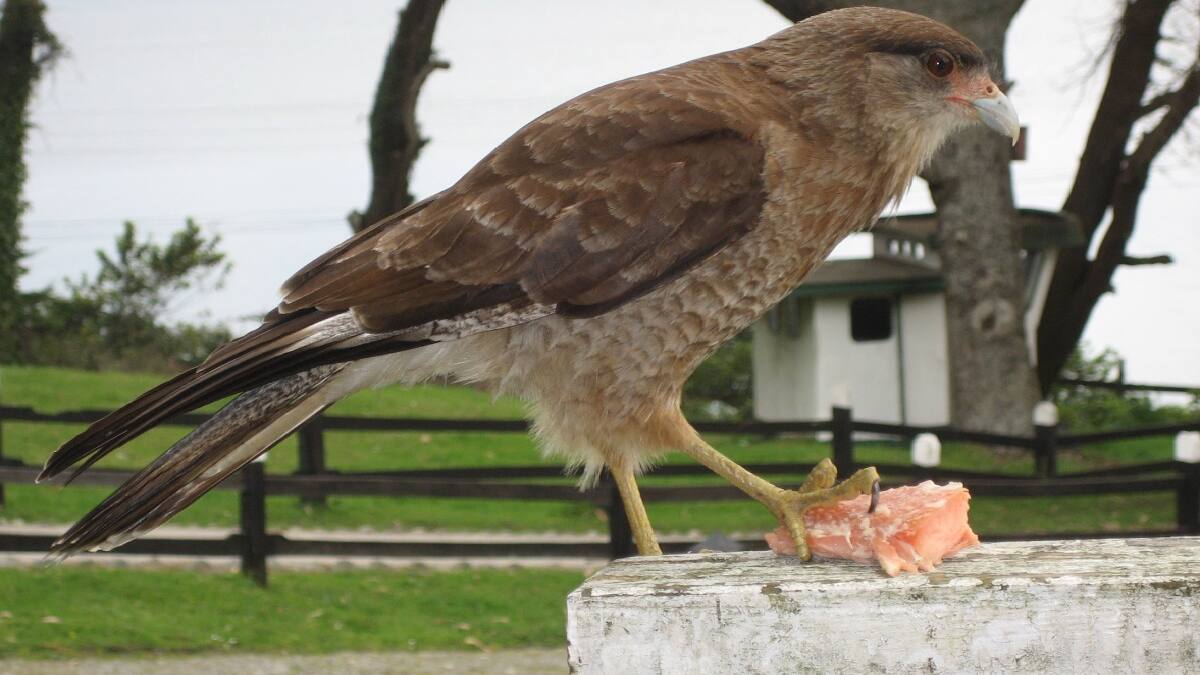 El pájaro que invadió Mar del Plata de forma sorpresiva en 20 años: cómo lo hizo y su importancia en el ecosistema