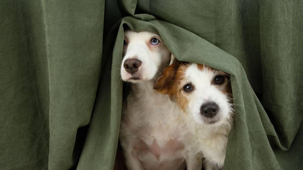 MAscotas foto Alamy Reuters