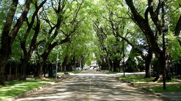 No es avenida Melián: la calle escondida de Buenos Aires que enamora con su túnel verde de ensueño