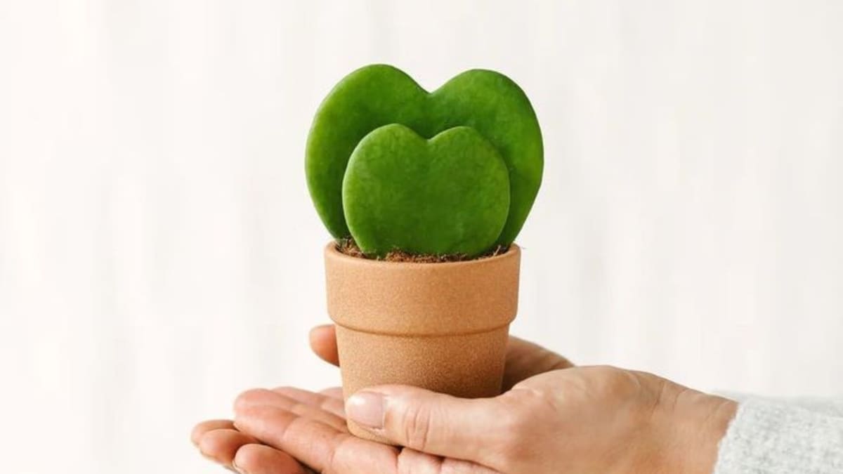 Hoya Kerrii, planta.
