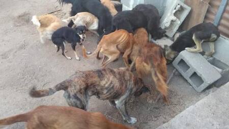 Perros desnutridos rescatados