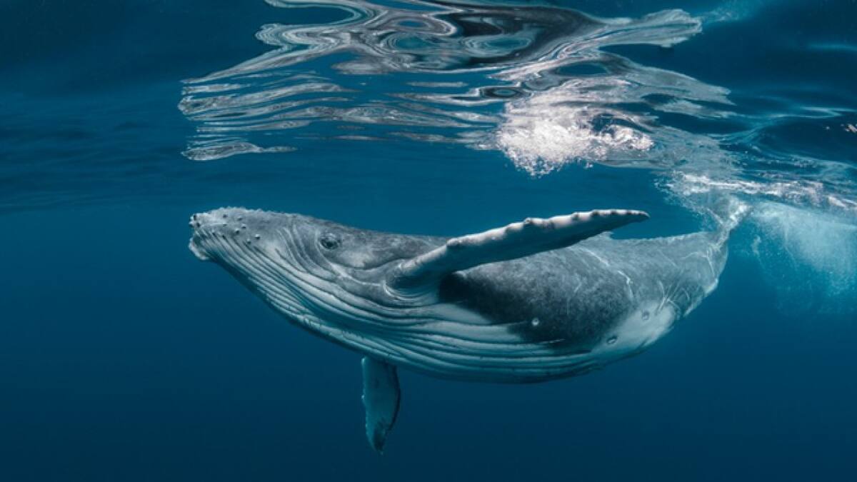 Ballena. Foto Twitter @datocurioso