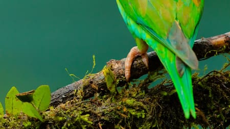 Loros. Foto: Unsplash.