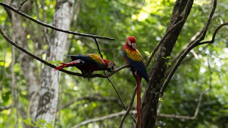 Guacamaya roja. Foto: EFE.