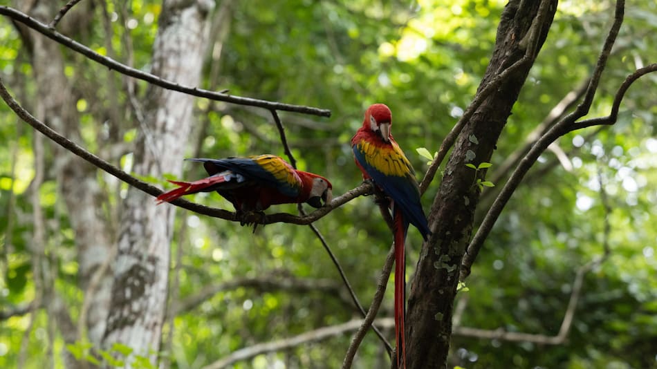 Guacamaya roja. Foto: EFE.