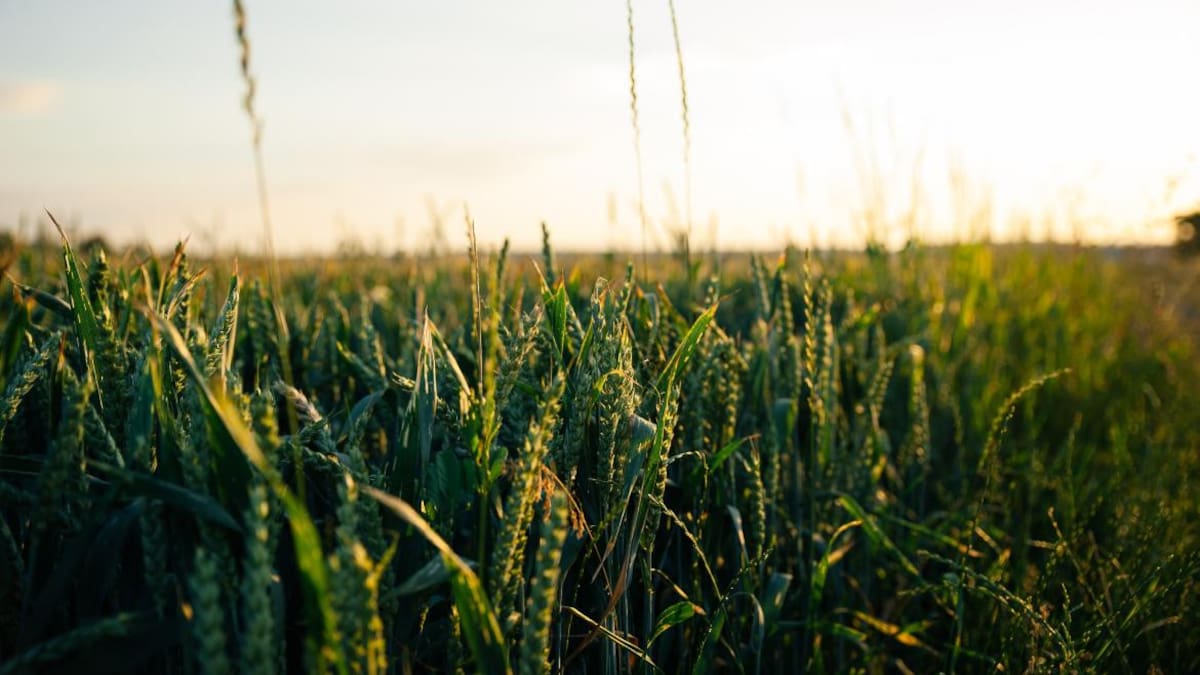 Medio ambiente. Foto: Unsplash.