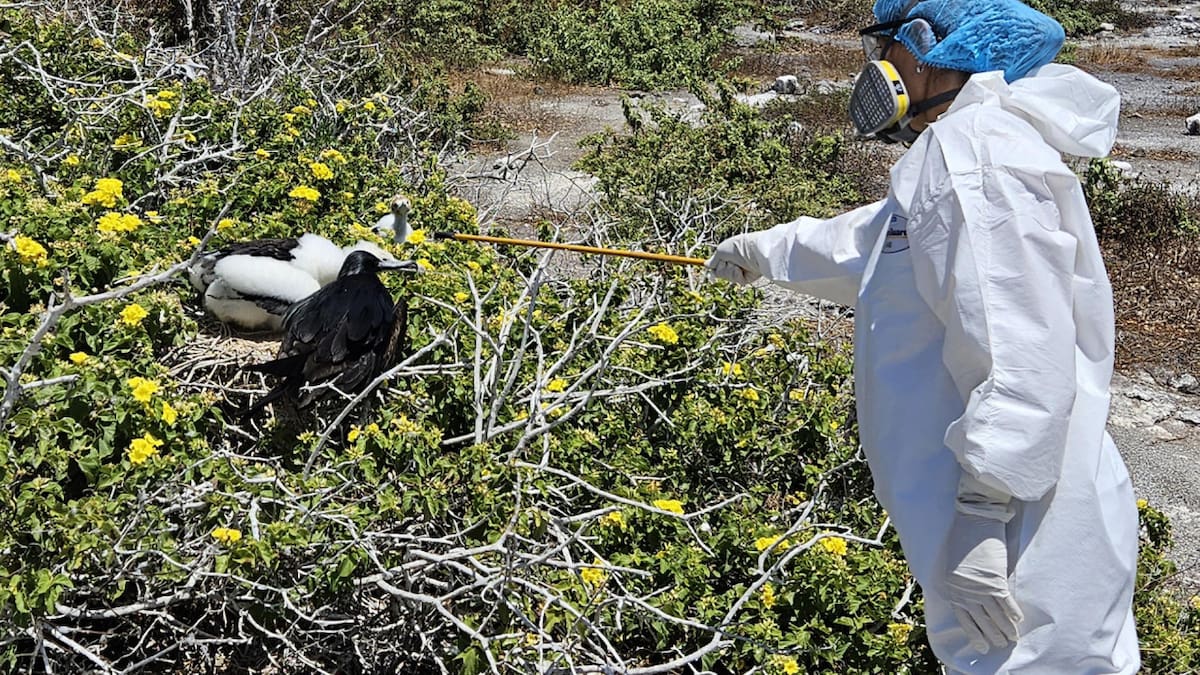 Ecuador reportó gripe aviar en las Islas Galápagos. Foto: EFE