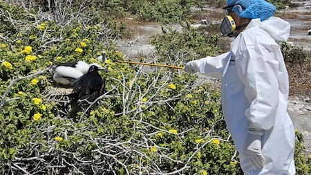 Ecuador reportó gripe aviar en las Islas Galápagos. Foto: EFE