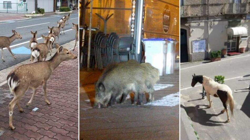 Animales, cuarentena, coronavirus