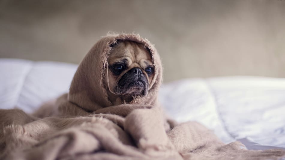 Perros. Foto Unsplash.