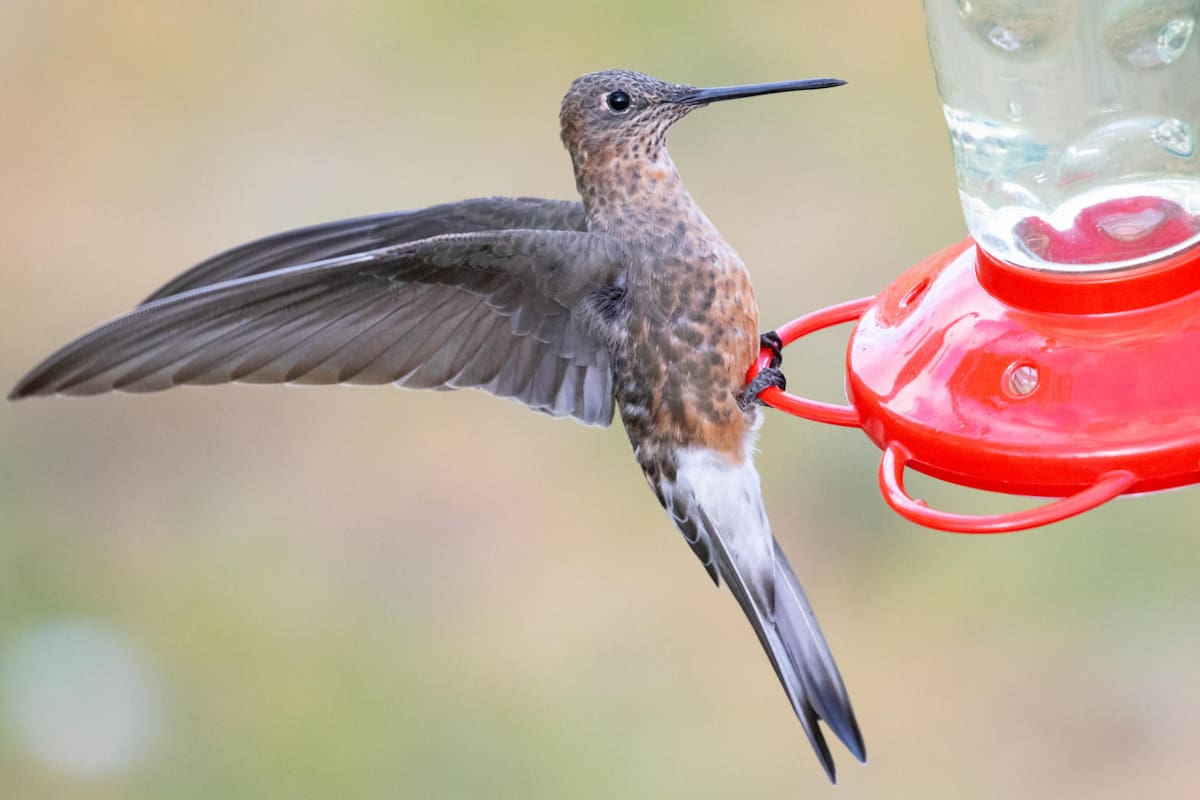 Colibrí gigante. Foto: EFE.