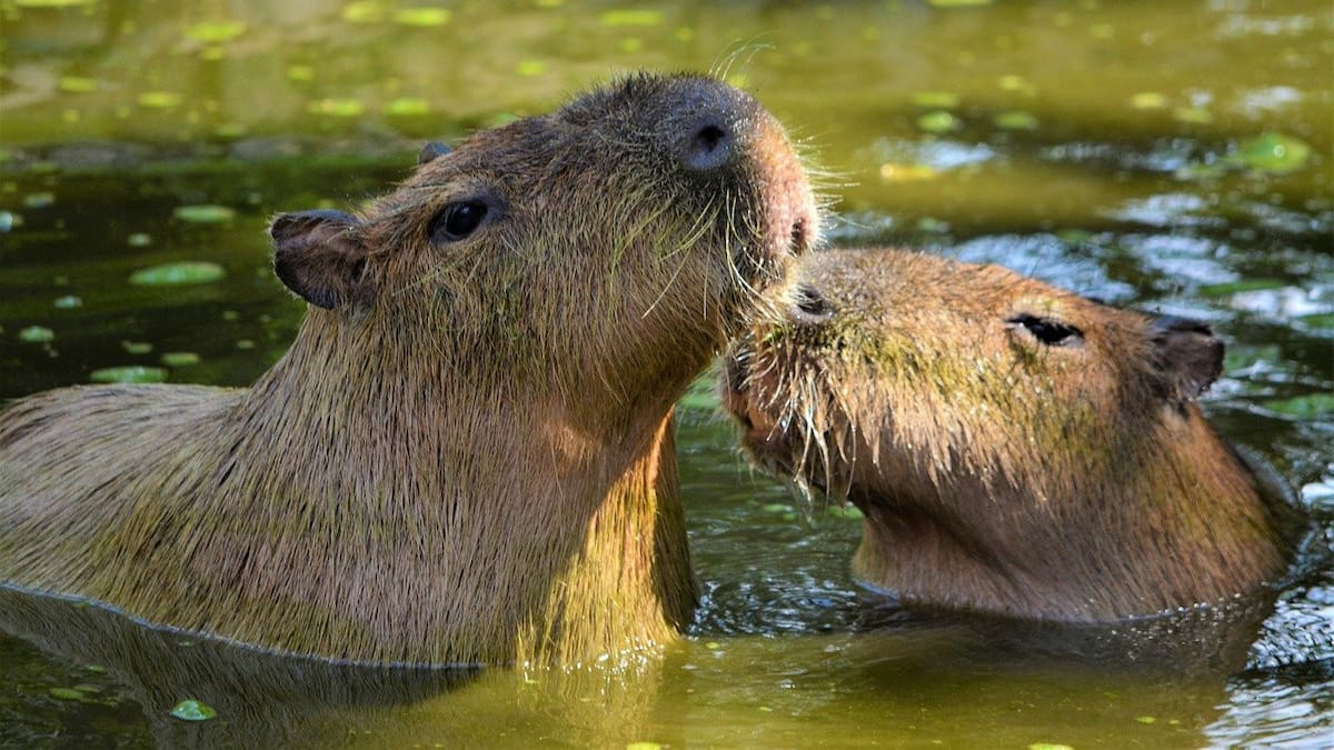 La doble identidad del carpincho: por qué en algunos países lo llaman capibara