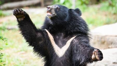 Oso tibetano. Foto Twitter @alexa_sotillo.